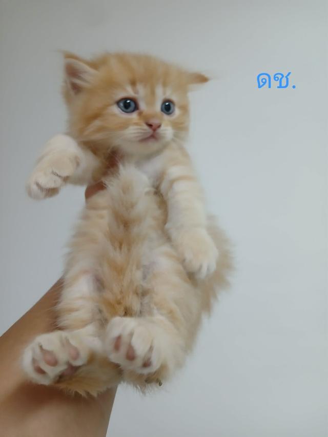 น้องเปอร์เซีย สีส้ม ครีม เสือ รูปที่ 11