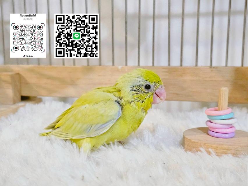 ฟอพัสสีอเมกันเยลโล่