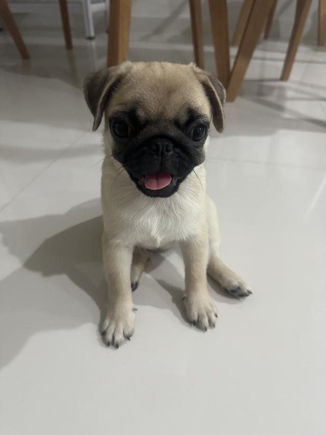 น้องปั๊กผู้ฟญิงหาบ้าน 5