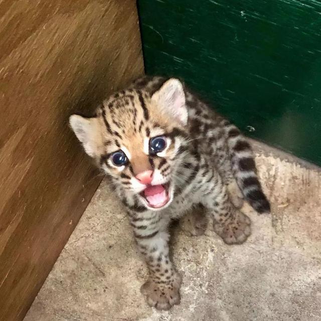 Lovely Ocelot Cats, Male And Females  WhatsApp me : +66 63 826 3042 รูปที่ 2