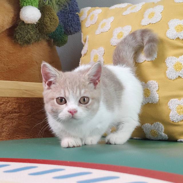แมวมันช์กิ้น Munchkin short leg boy Oscat cattery chiangmai รูปที่ 2