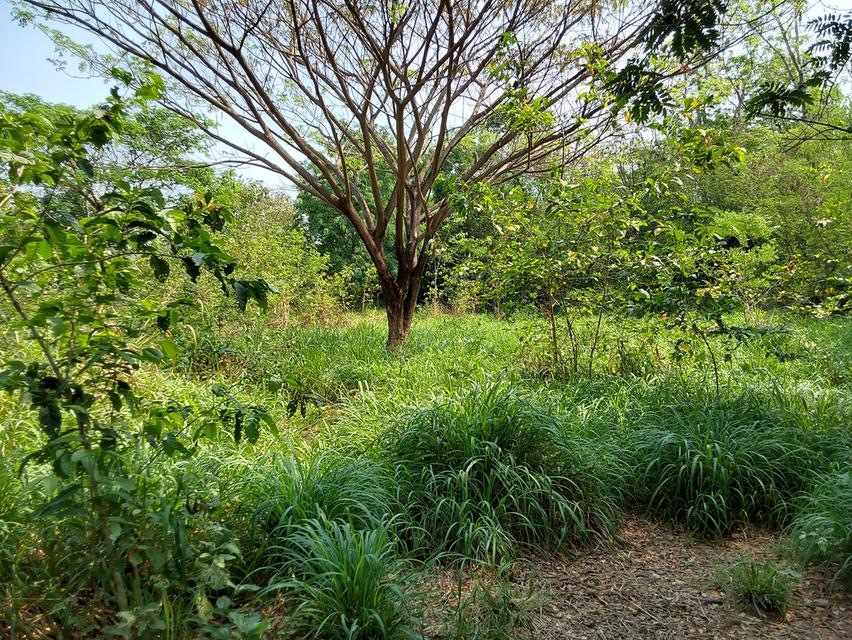 ที่ดินขอนแก่น 3 ไร่ 264ตร.วา 490,000บาท/ไร่ โซนท่าพระ-ดอนหัน อ.เมือง 3
