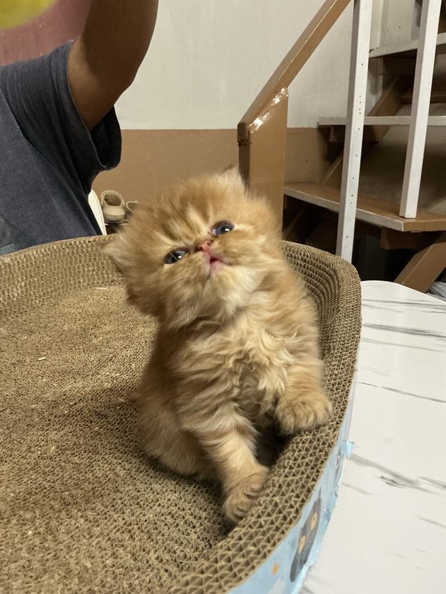 ลูกแมวเปอร์เซีย หน้าบี้หน้าหล่น หน้าตุ๊กตา เปิดกล้องดูเด็กๆได้ค่ะ รูปที่ 6