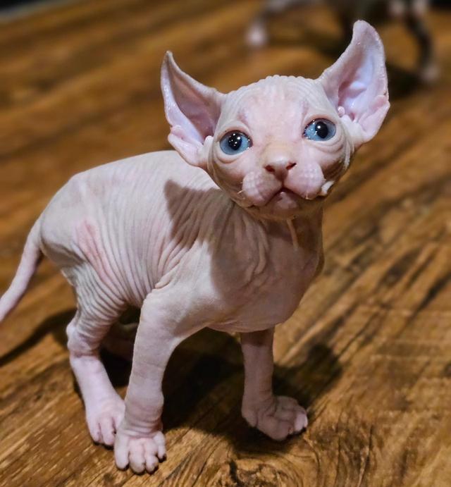 แมวสฟิงซ์ไร้ขน เพศ ผู้ ตาสีฟ้า 2