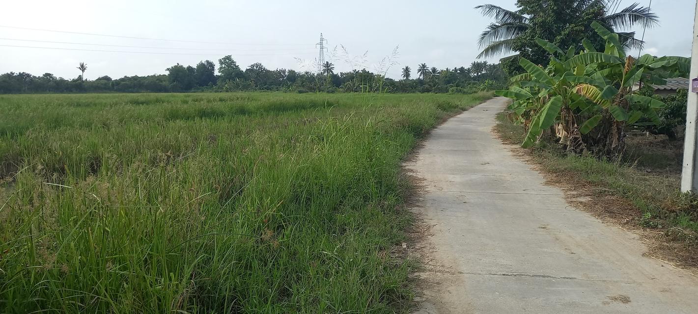 ที่ดินในอำเภอเมืองลำพูน 3