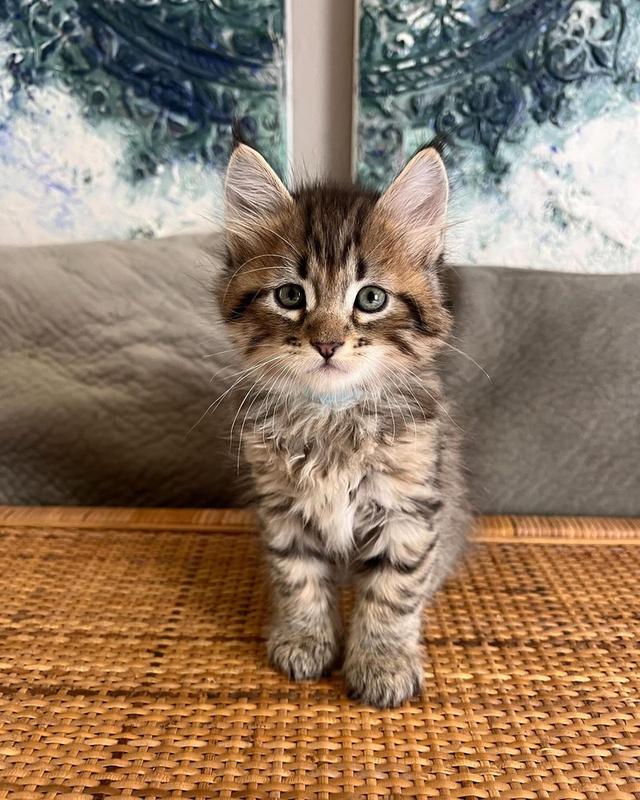 Pixie-bob Kittens | WhatsApp me : +66 63 826 3042 รูปที่ 1