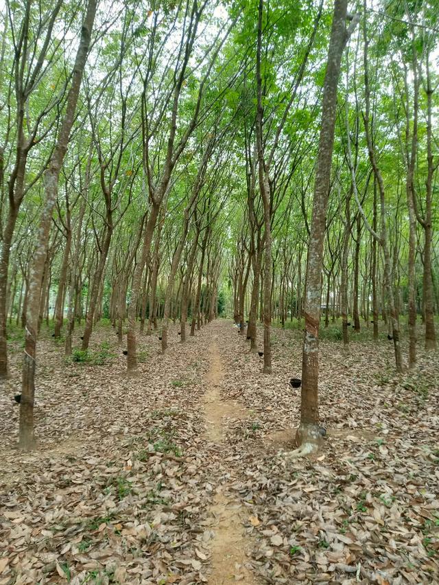 ขายที่ดินสวนผลไม้-บ้านเรือนไทย 1 หลัง 3