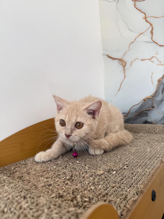 ลูกแมวพันธุ์บริติชแท้ รูปที่ 2