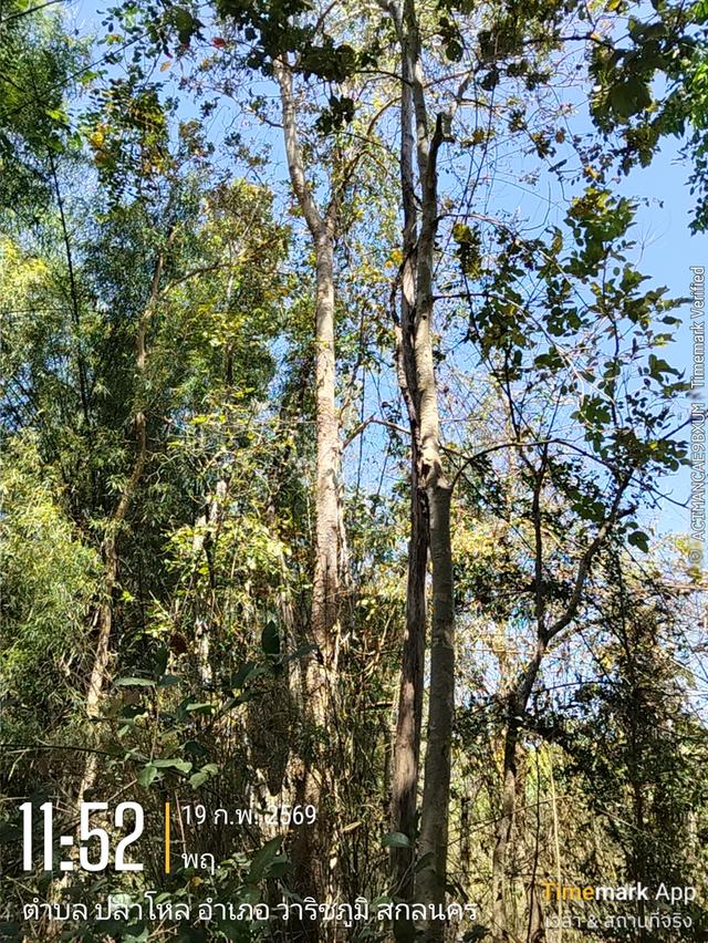 ด่วนขายที่ดิน13ไร่เศษฉโนดครุฑแดงโอนฟนีไม่มีค่าใช้จ่ายต่อรองราคาได้เจ้าของขายเอง 10