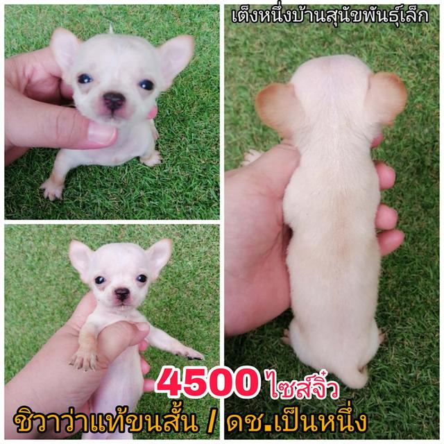 ชิวาว่าเเท้ขนสั้น ขนยาว พร้อมย้าย 6