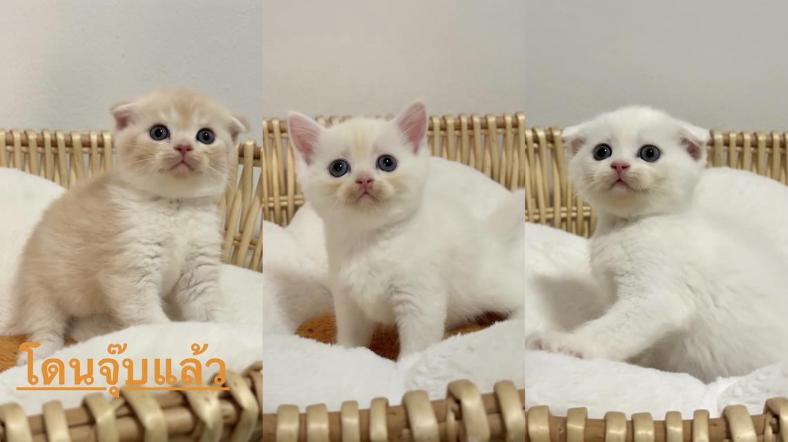 สก๊อตติช 2