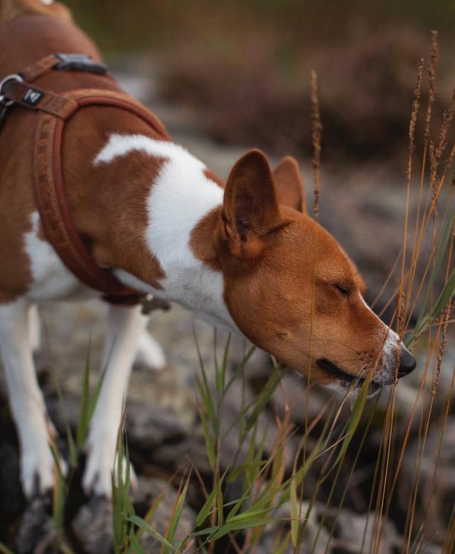 ขาย Basenji สุนัขสุดแสนน่ารักผ่านการฝึกมาแล้ว 2