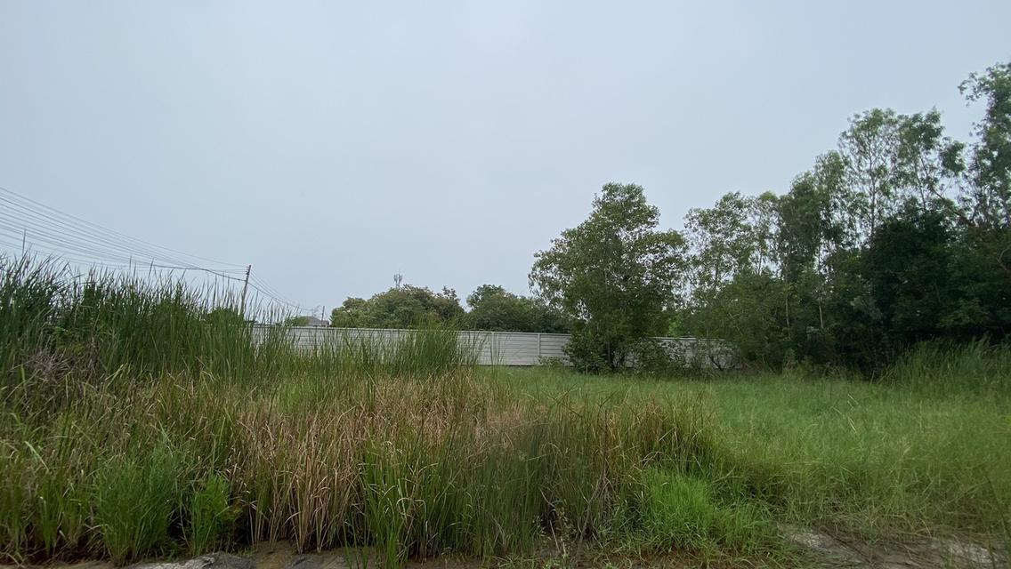 ขายด่วนที่ดินคลองสอง 183 ตรวติดถนนคอนกรีตสาธารณะ ซ.ไอยรา 22 อ.คลองหลวง จ.ปทุมธานี 8