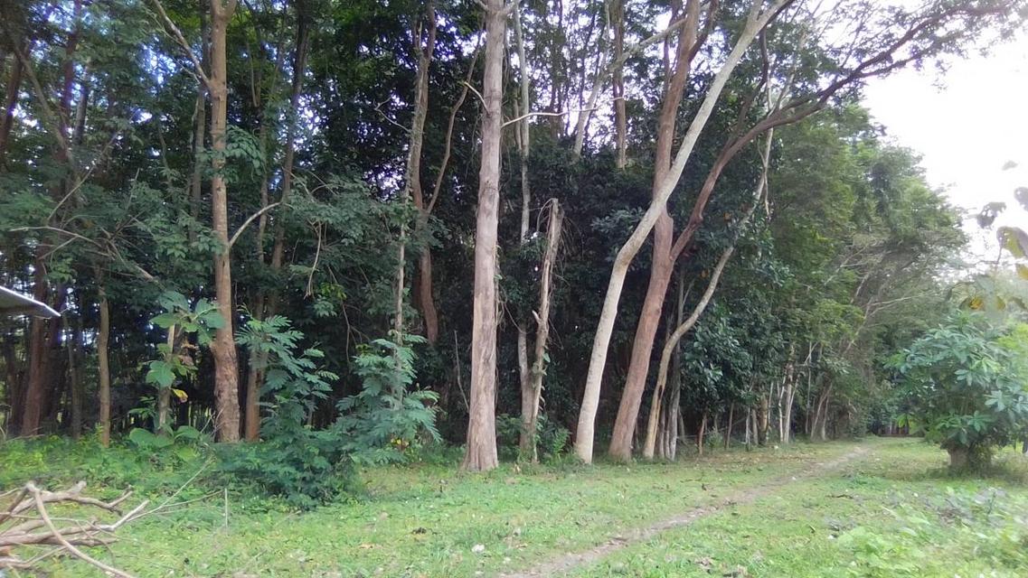 ที่ดินบ้านสวน มุกดาหาร 10