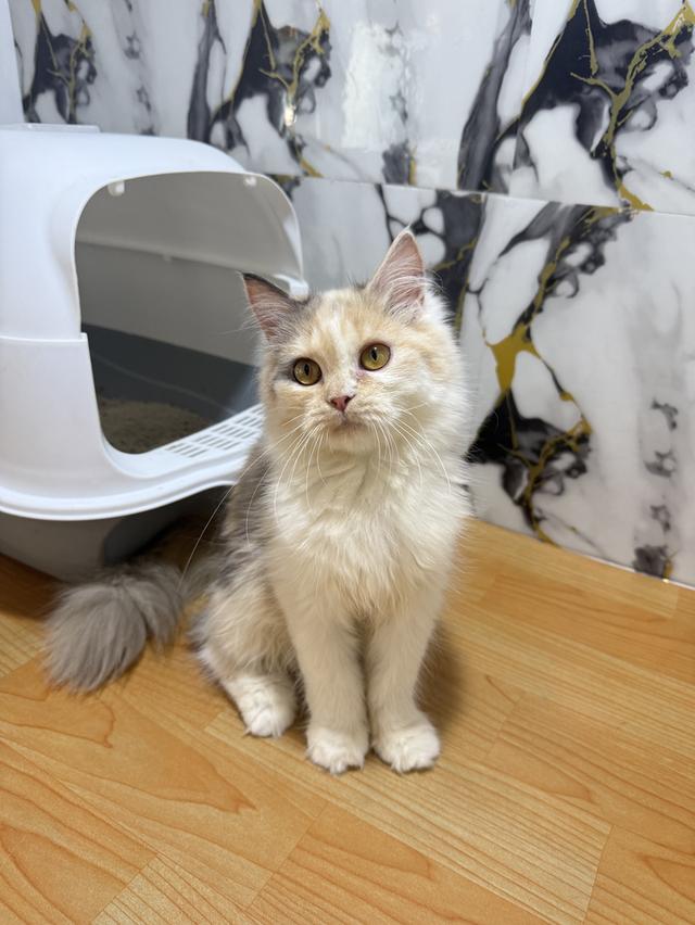 ลูกแมวพันธุ์เปอร์เซียแท้ รูปที่ 2