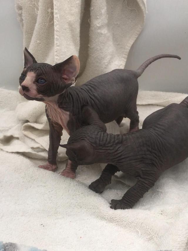 Sphynx Kittens WhatsApp me : +66 63 826 3042 รูปย่อยที่ 3