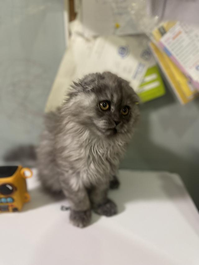 น้องแมวหน้าดำ(ชาย2เดือน)พร้อมย้านบ้าน 12