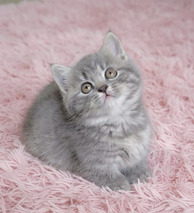 แมวมันช์กิ้น munchkin