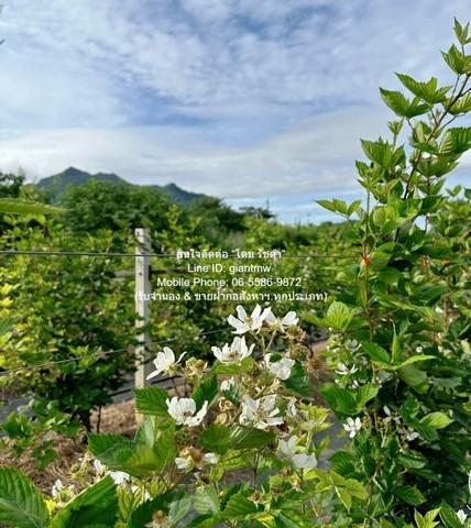 ขายที่ดิน พร้อมกิจการฟาร์มเกษตร 26 ไร่ ใกล้วัดพระขาว ปากช่อง นครราชสีมา ราคา 60 ล้านบาท 1