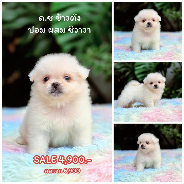 ปอมผสมชิวาวาขนปุกปุยไซส์เล็กน่ารัก 3