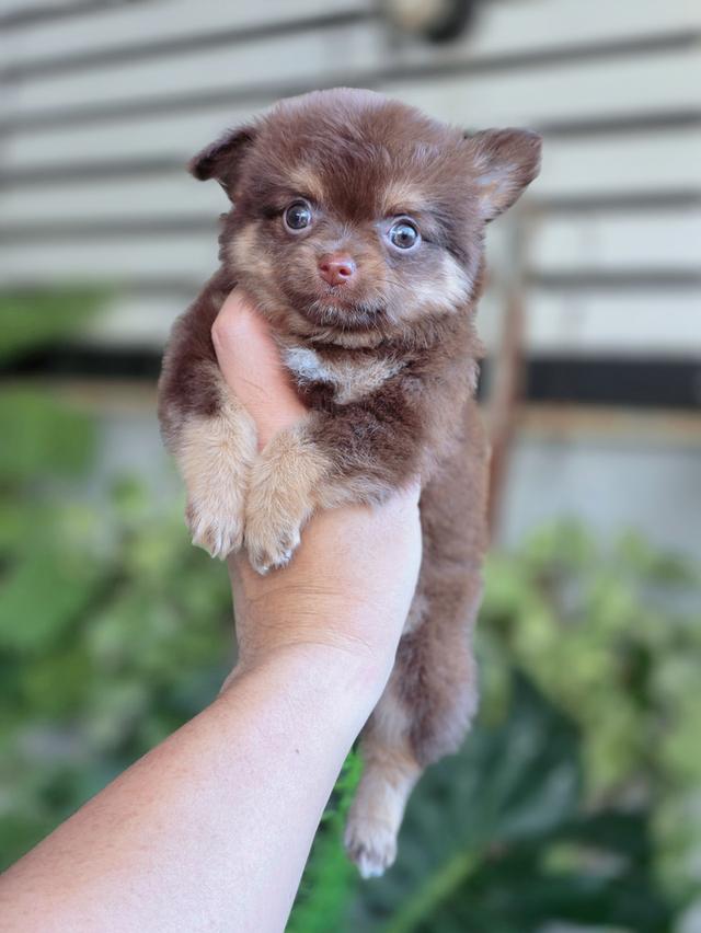 Chihuahuaสีช็อคเพศผู้ 2