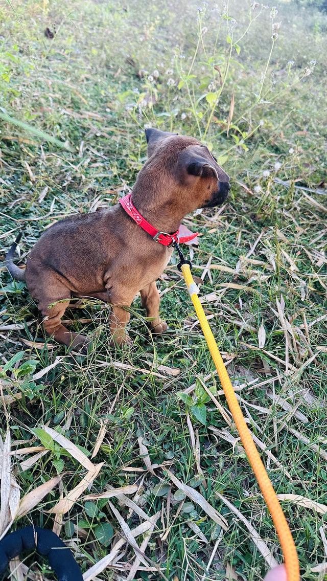 Ridgeback / สุนัข ไทย หลังอาน รูปย่อยที่ 2