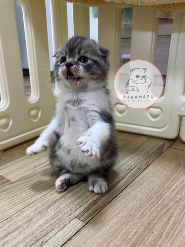 ดช สก็อตติช 9