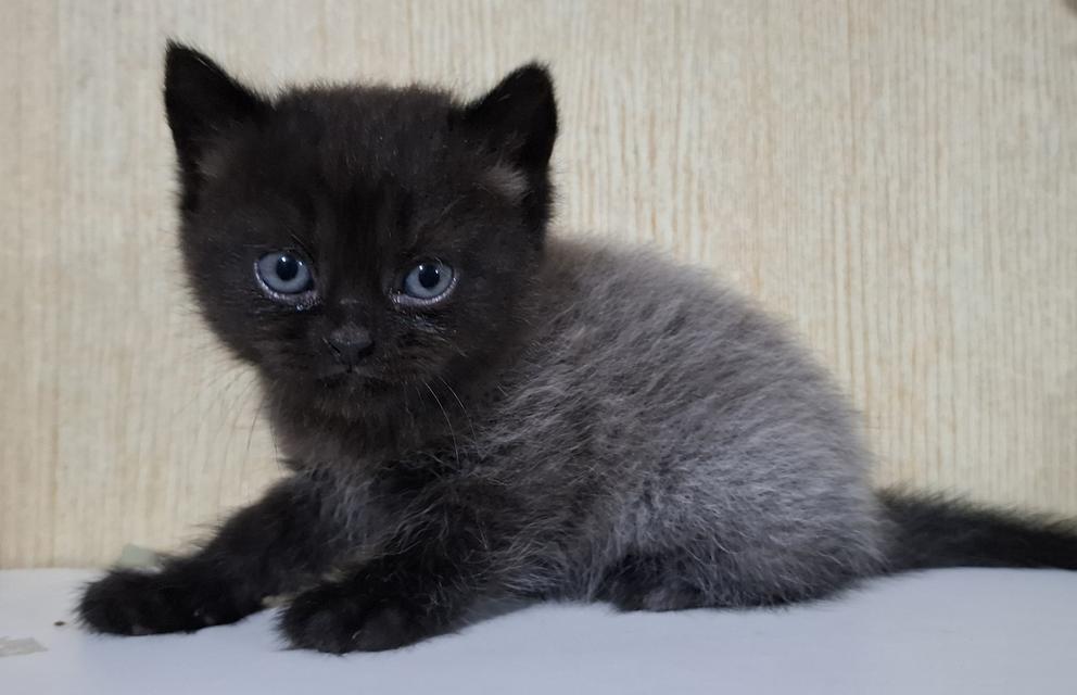 ลูกแมวบริติชเปอร์เซีย 2