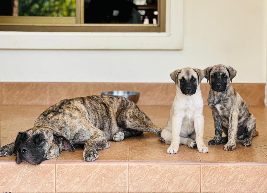 PRESA CANARIO (CANARY ISLANDS)