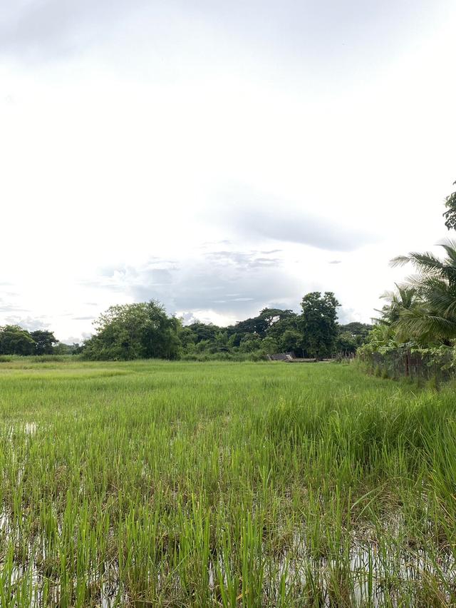 ขายที่ดินอำเภอเมืองลำปาง ที่ทุ่งนา 2 ไร่ 97 ตรว. มีถนนตัดผ่านน้ำไฟเข้าถึง  7