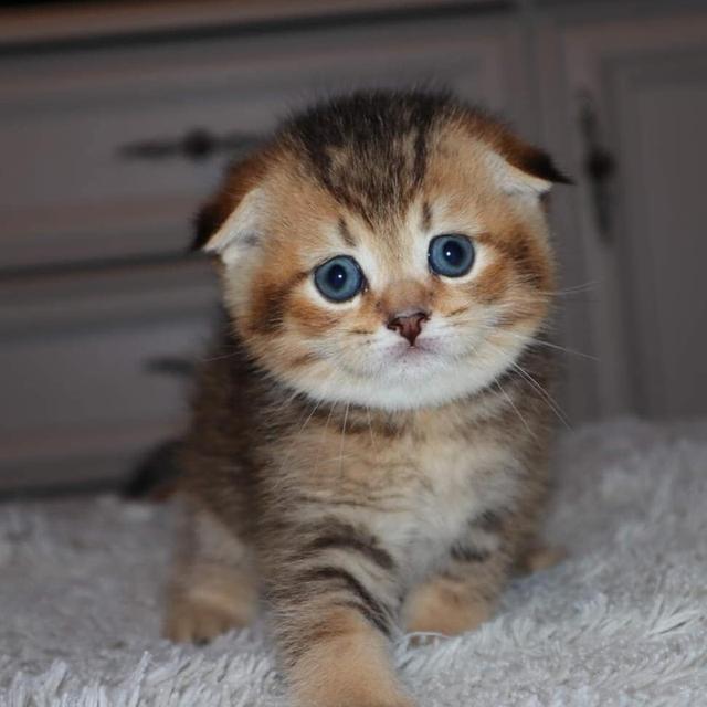 Scottish Fold Kittens WhatsApp me : +66 63 826 3042 รูปย่อยที่ 2