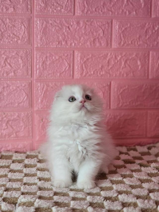 ส ก็ อ ต ติ ช โฟ ล ด์