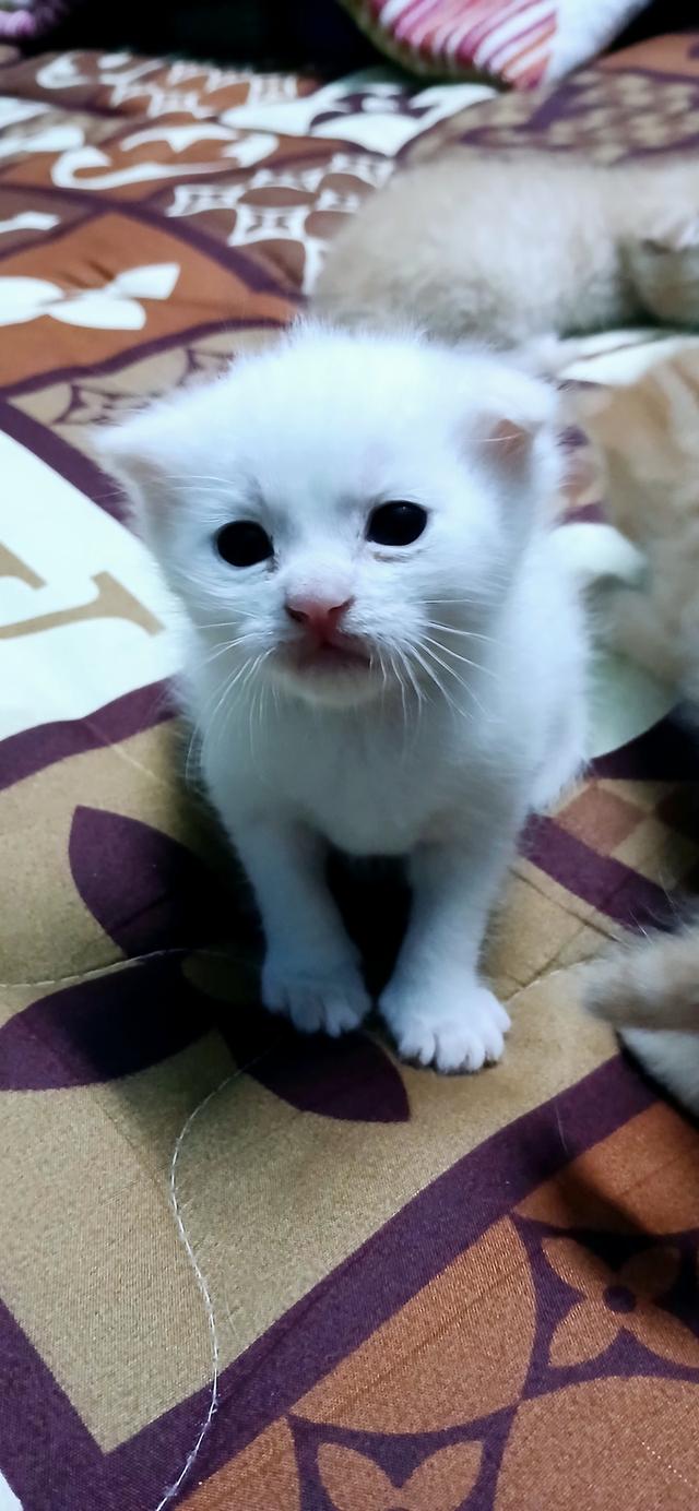 แมวสก๊อตติช 3