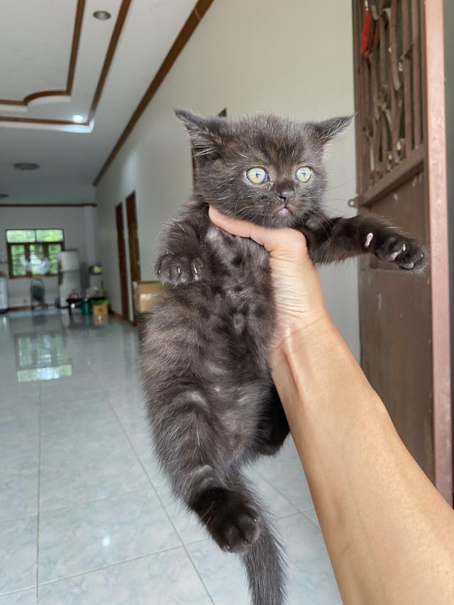 แมวสก้อตติชโฟล์ด แบ่งเลี้ยง 2