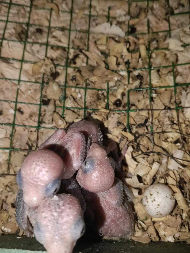 นกฟอพัส บลูเทอร์ควอยซ์ ปทุมธานี