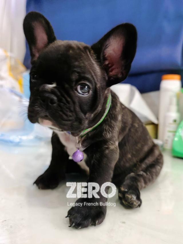ZERO สุนัขเฟรนช์บูลด็อก เพศผู้ สีดำลายเสือ