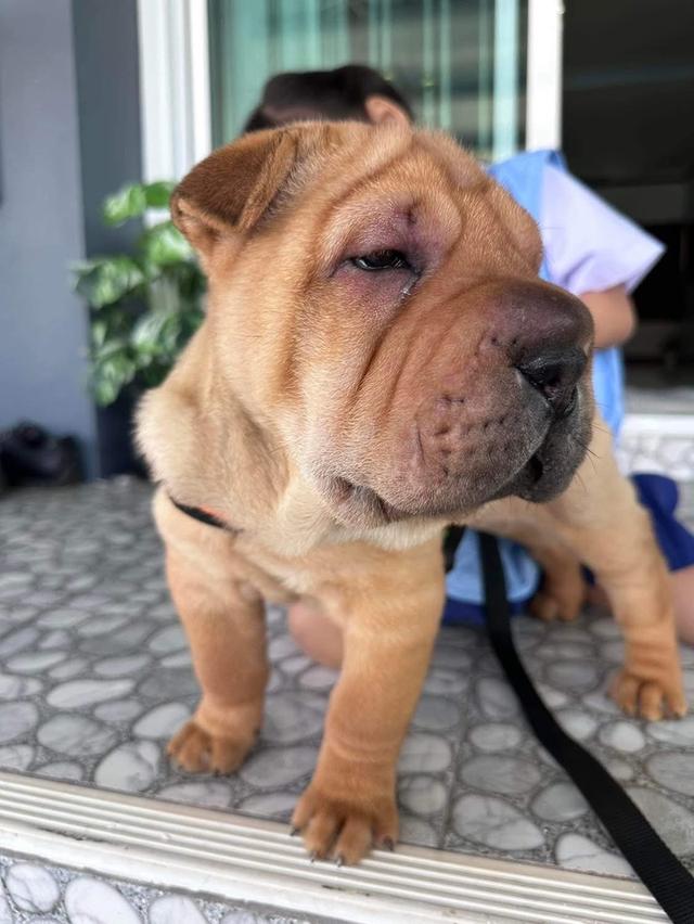 ขายน้องหมา Shar Pei 