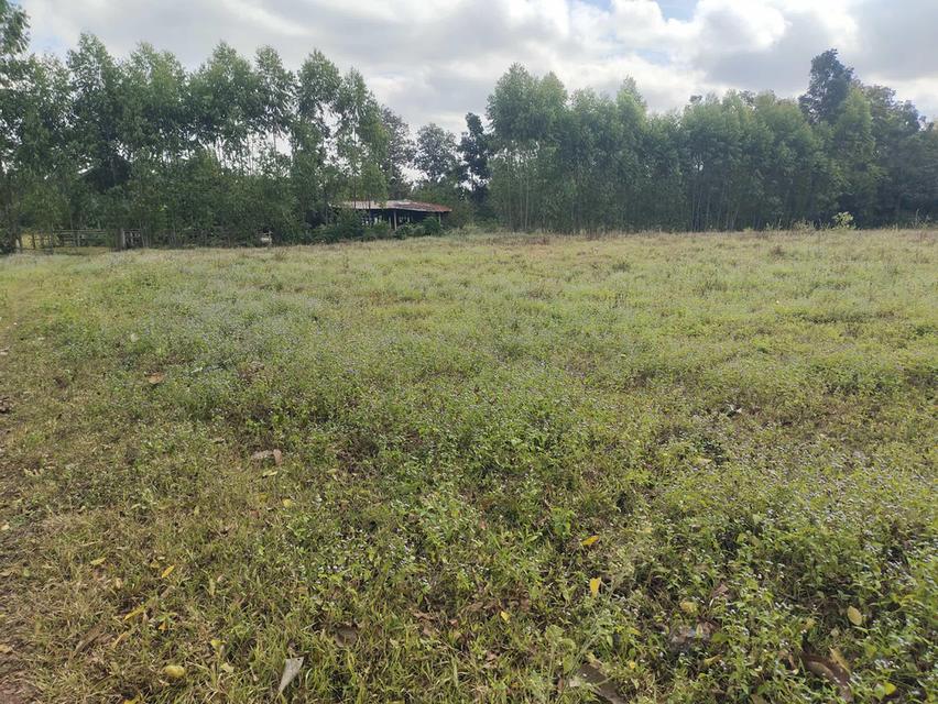 ที่ดินปักธงชัย นครราชสีมา 6