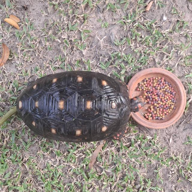 ผมคือเต่าเชอรี่เฮดหัวแดงหล่อๆ 3