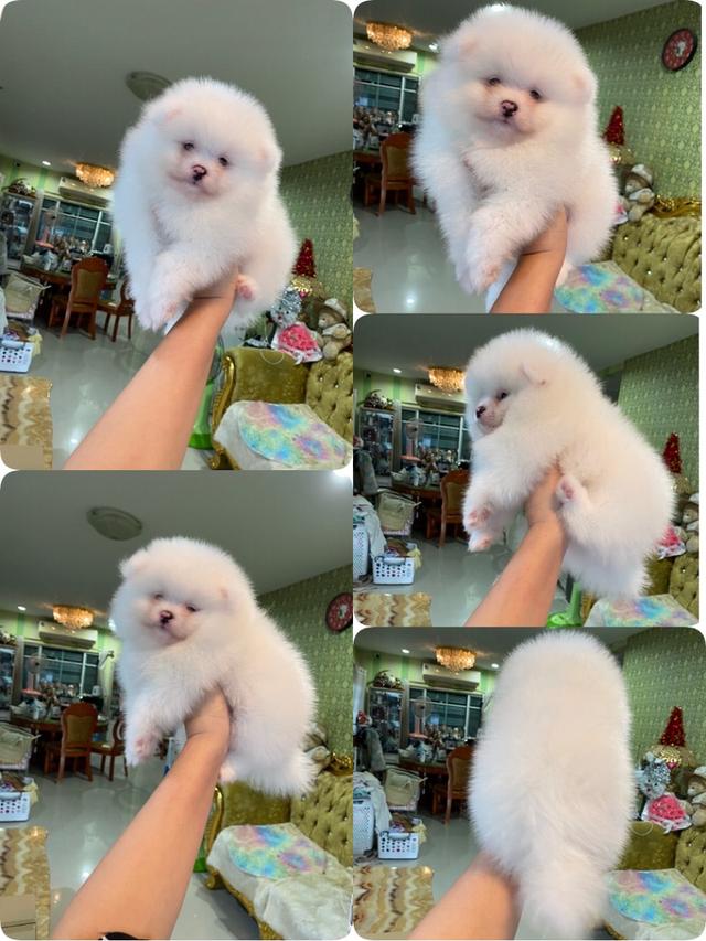 ลูกปอมเมอเรเนียนแท้ พร้อมส่งทั่วประเทศ สนใจมาดูตัวจริงได้นะคะ