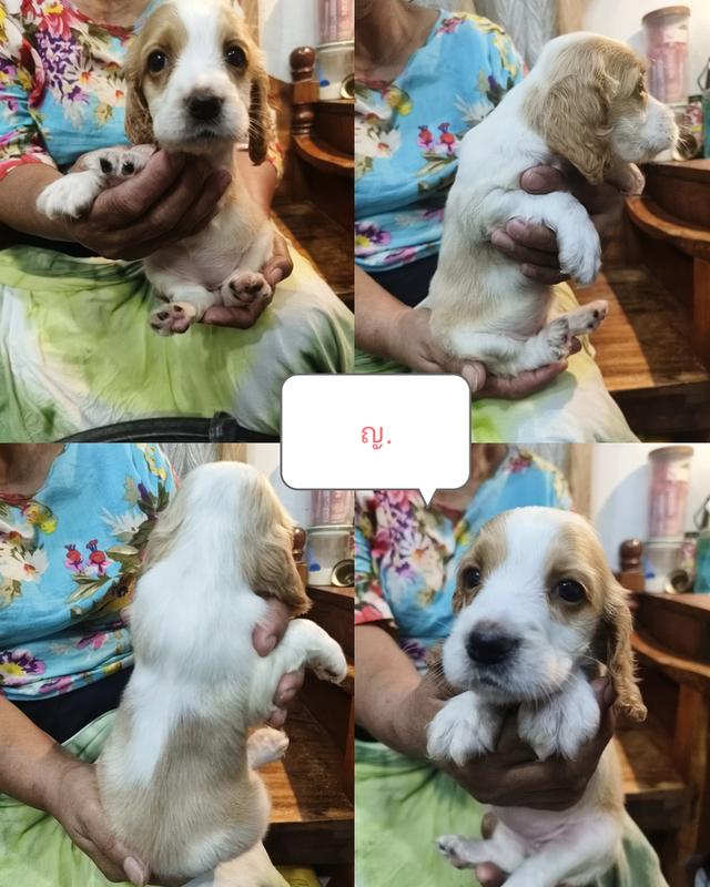 English Cocker Spaniel เพิ่ลรัก จำหน่ายลูกสุนัขพันธุ์อิงลิชค็อกเกอร์แท้ 6