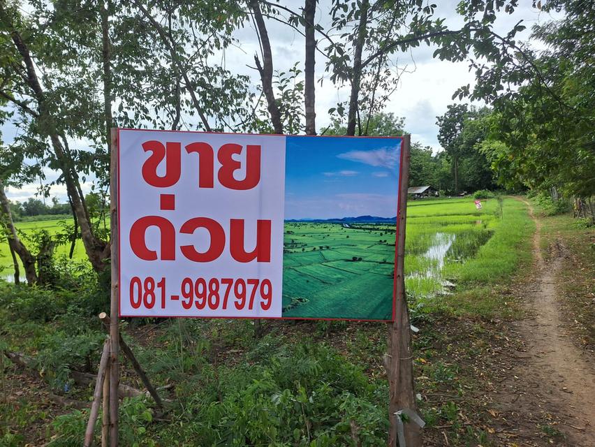 ที่นา 5 ไร่กว่า อำเภอเมือง จังหวัดตาก 2