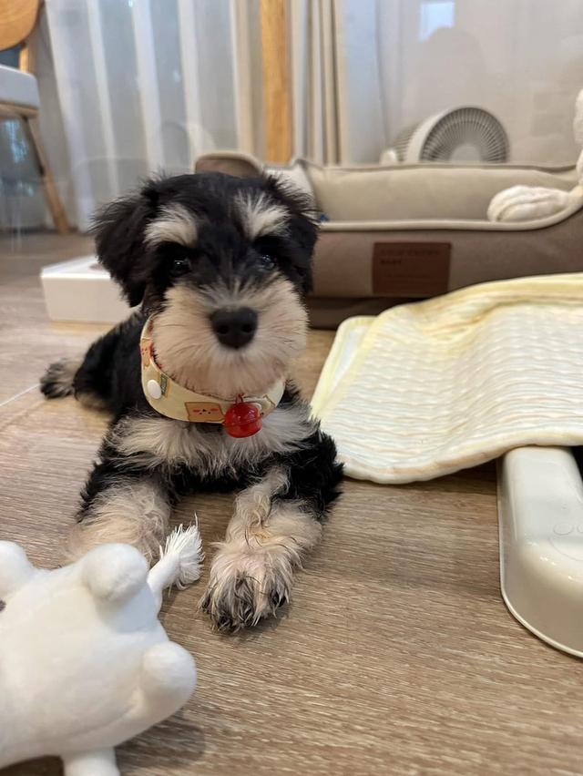 ลูกสุนัข Schnauzer น่ารักๆ 2