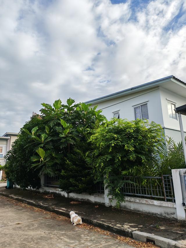 บ้านเดี่ยว ขนาด 57.5 ตารางเมตร เป็นบ้านหลังริม ติดสวนสาธารณะ 6