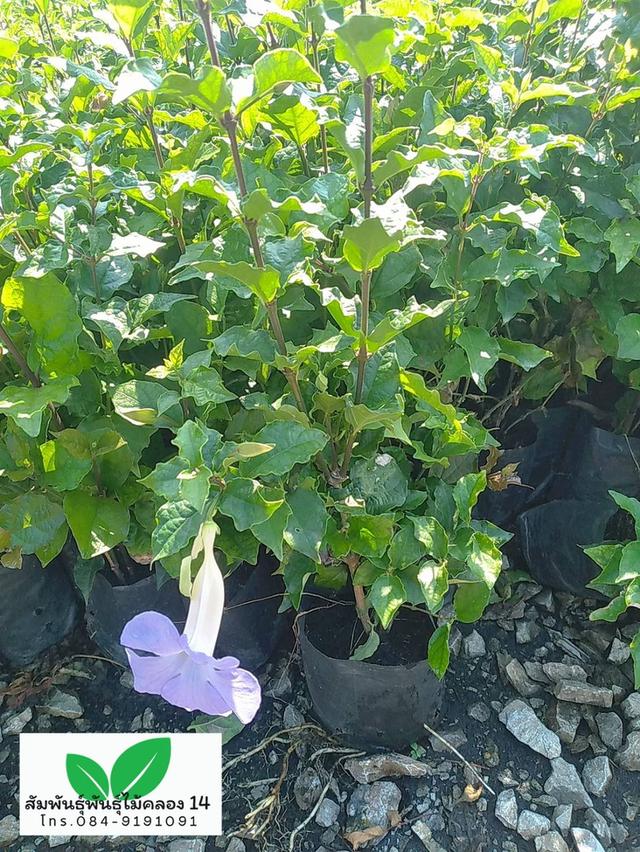 ช้องนาง ต้นช้องนางดอกม่วง รูปที่ 2