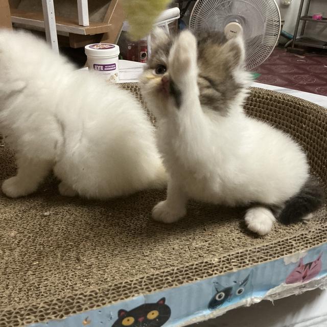 🌈ลูกแมวเปอร์เซียสายตรง ตาฟ้า น้องหน้าบี้หน้าหล่น และ หน้าตุ๊กตา เปิดกล้องดูน้องได้ สนใจสอบถามเน้นส่งถึงมือน้องปลอดภัยค่ะ รูปที่ 16