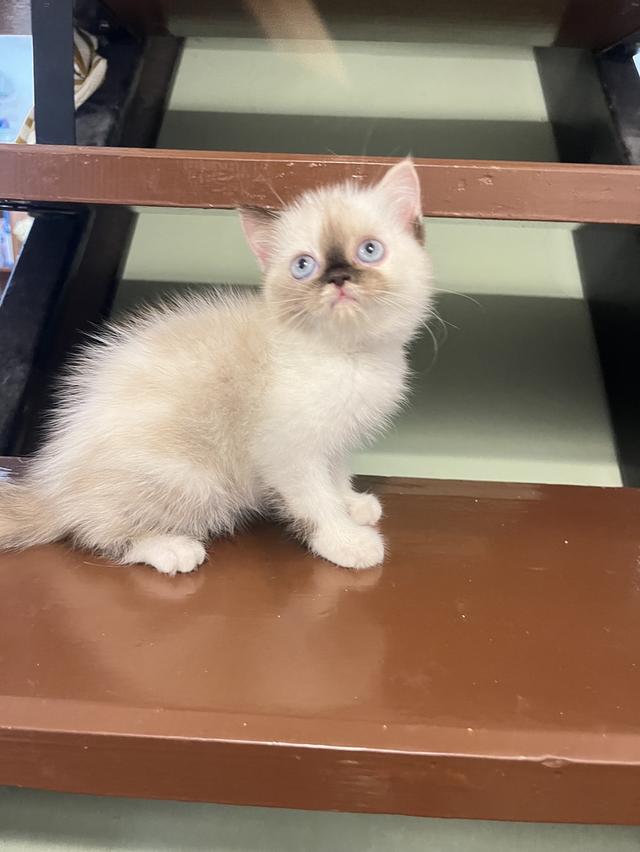 แมว สก๊อตผสมเปอเซีย 🔥🔥🔥🔥 รูปที่ 8