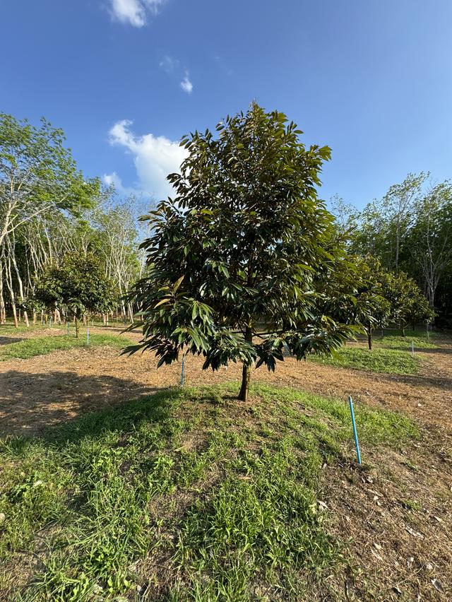 บ้านหลังใหญ่ พร้อมทุเรียน4ปี และสวนยางพารา 4