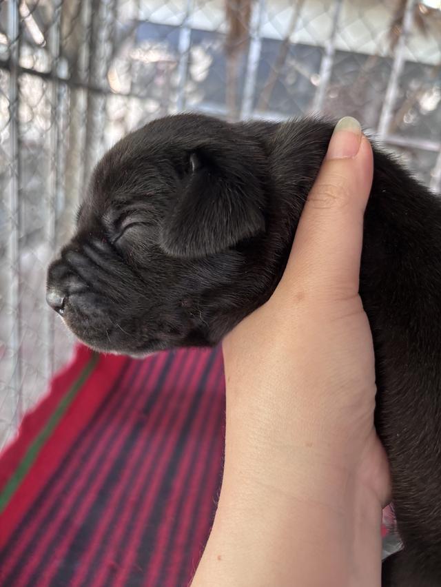 Great Dane ลูกสุนัขพันธุ์เกรทเดนสีดำ รูปที่ 2