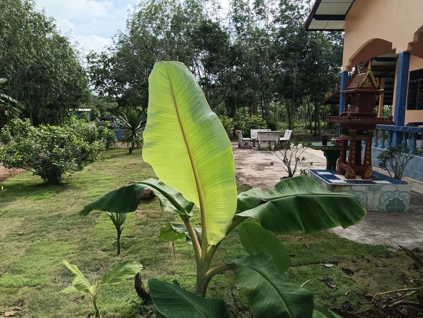 ขายบ้านเดี่ยวพร้อมสวนยางพารา พื้นที่ 8 ไร่ 3 งาน71 ตร.วา ทำเล: ติดถนนใหญ่ ใกล้เขาชะเมา แหลมแม่พิมพ์ บรรยากาศดี เหมาะแก่การอยู่อาศัย ต.บ้านนา อ.แกลง จ. 2